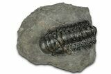 Detailed Crotalocephalina Trilobite - Atchana, Morocco #345025-3